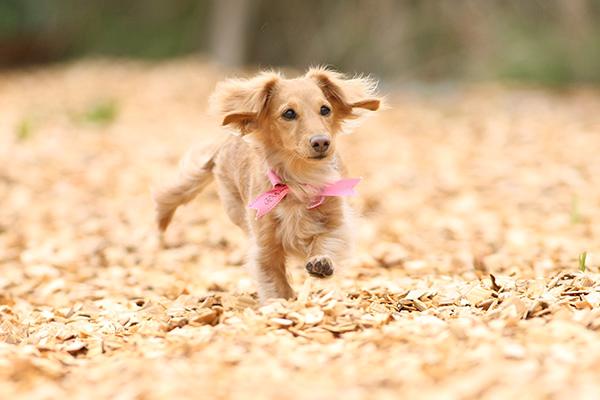 1段下がった場所に、ウッドチップのドッグランがあります。