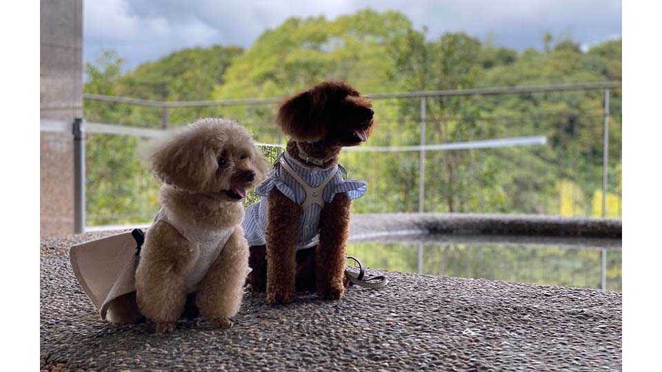愛犬との忘れられない温泉旅を。