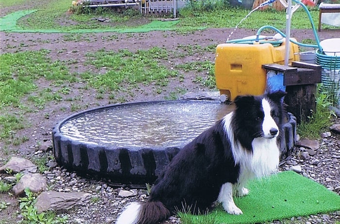 暑い季節は、湧水を溜めたプールが大人気！