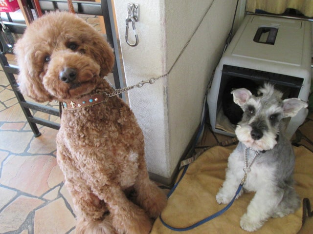 キュートな看板犬たちがお出迎え！