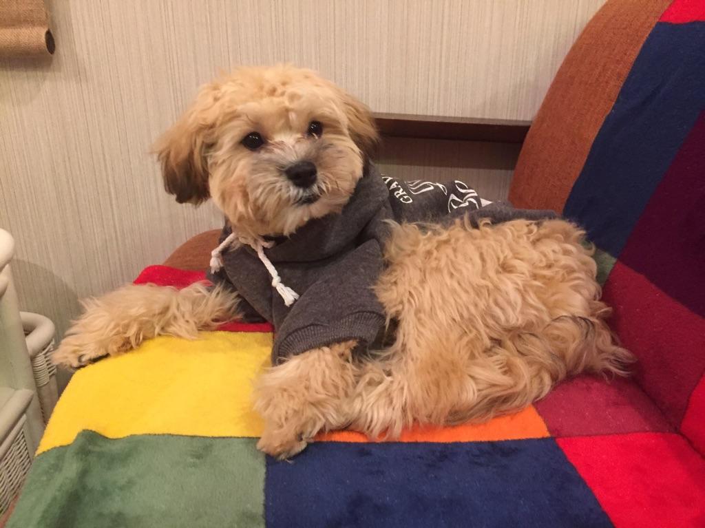 店のマスコットはミックス犬のアル君。愛嬌たっぷりの接客が自慢