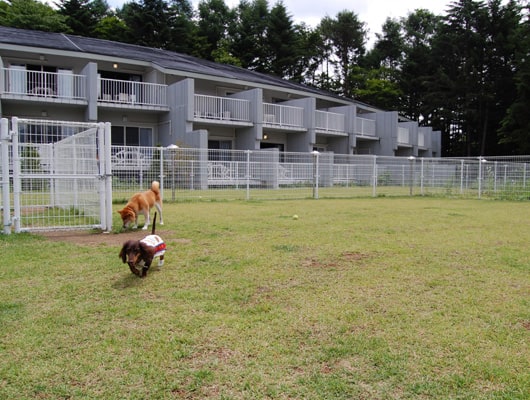建物の前にドッグランが広がります。
