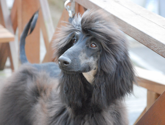 看板犬共々、皆様のお越しをお待ちしております。