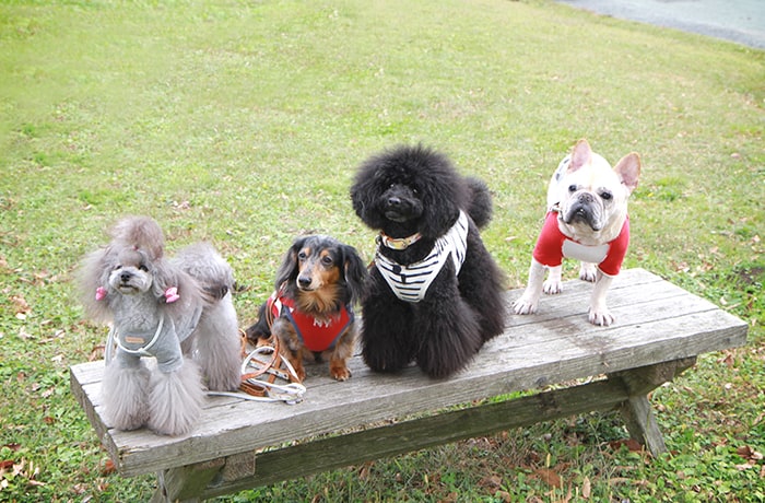 看板犬のRIOくん、BECKくん、TITOくん、TANYAちゃんです。