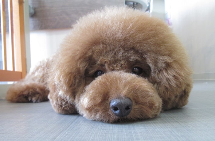 抱っこが大好きな看板犬のモナちゃんです！