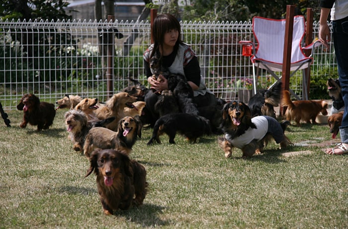 たくさんのわんこと触れ合えるのが、「Eden Of Dog」の魅力です。