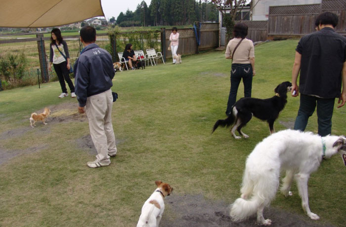 ビジターが利用できる第1ドッグラン。大型犬も小型犬も大歓迎！