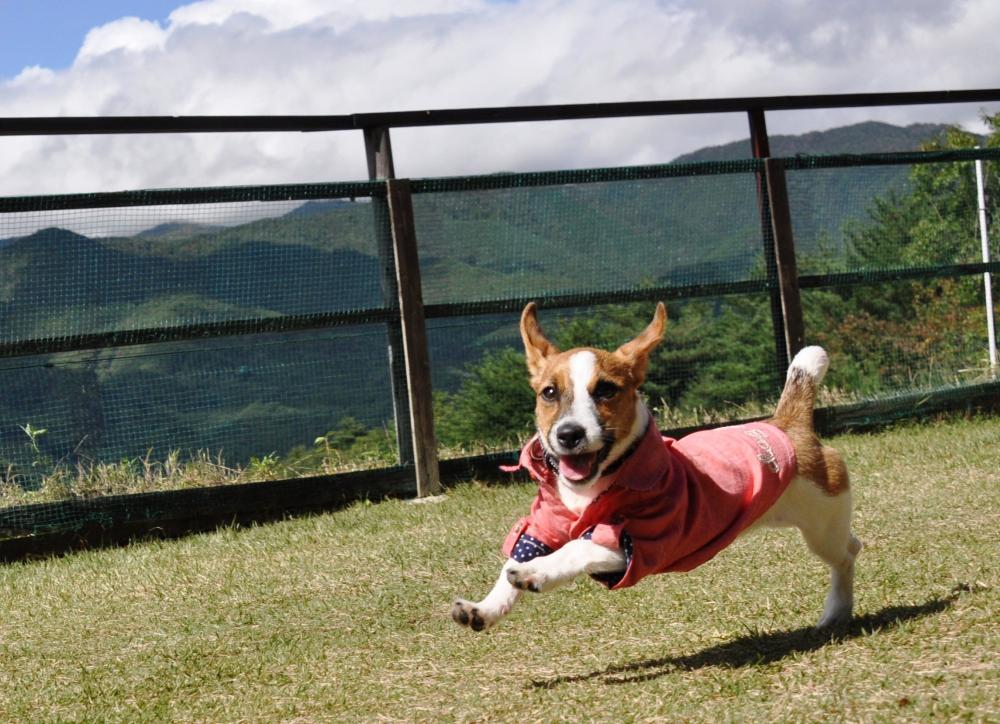 大自然の中で、愛犬と一緒に遊ぼう！