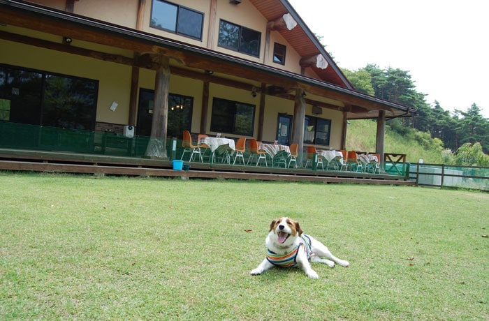 テラス席前に、小型犬用ドッグランがあります。