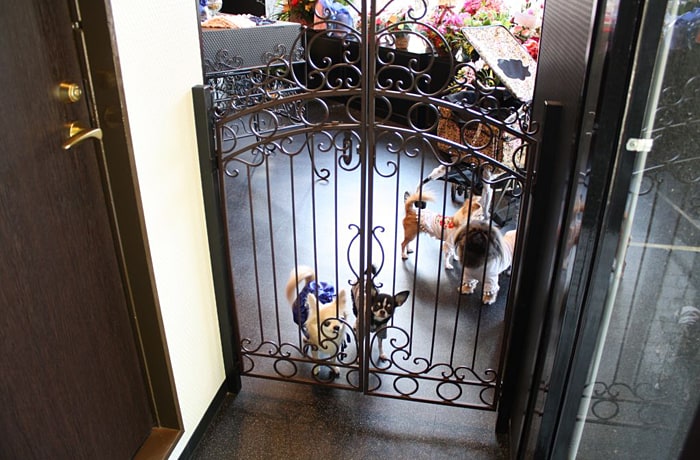 可愛い看板犬達がお出迎え！