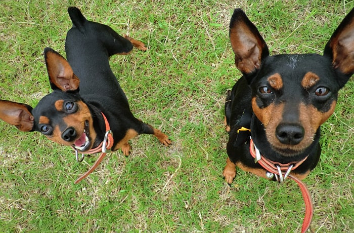 看板犬たち。わんこ大好きなスタッフが待ってるよ！遊びに来てね！