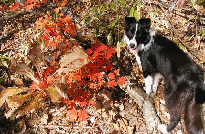 秋は、紅葉がきれい！