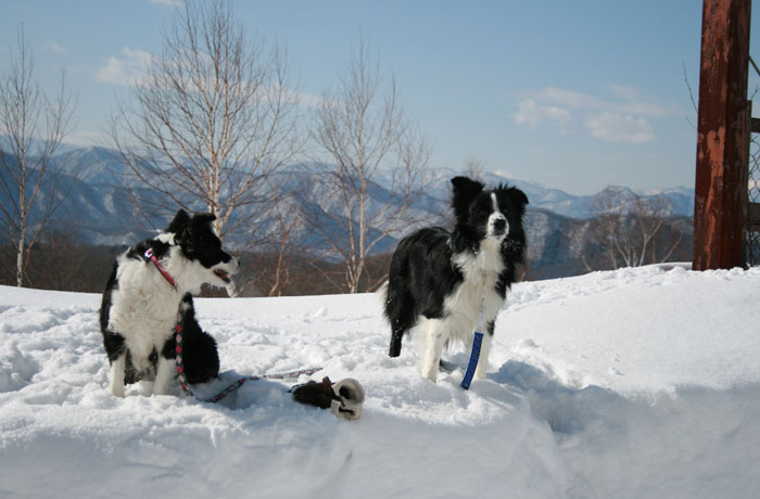 冬は、ペンション裏の林で、雪遊びを楽しもう！