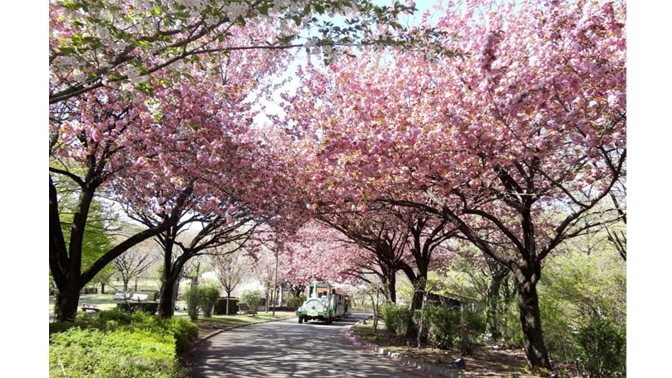 こちらは“桜の散歩道”。春にはきれいな桜が咲き誇ります。