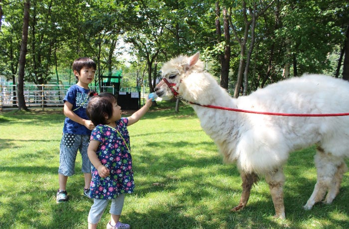 園内の「どうぶつもふもふランド」でアルパカにえさをあげたり、ふれあうことができます。