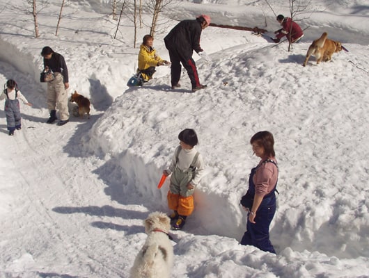 冬はドッグランが雪の壁に囲まれた迷路のようになります。