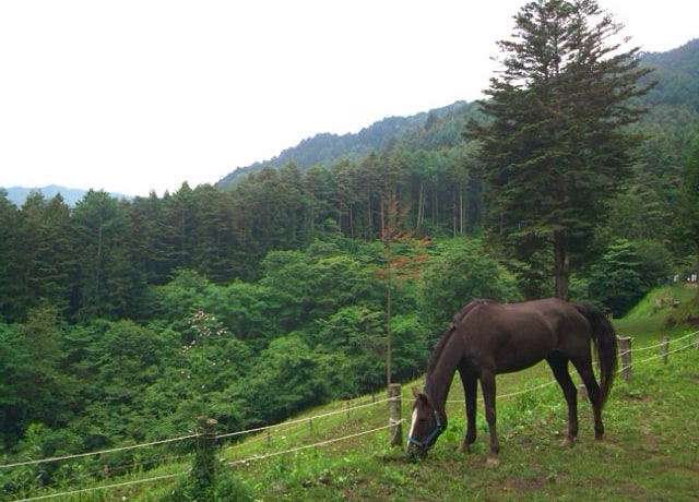 馬の背中に揺られて、山をお散歩しませんか？（わんこ同伴NG）