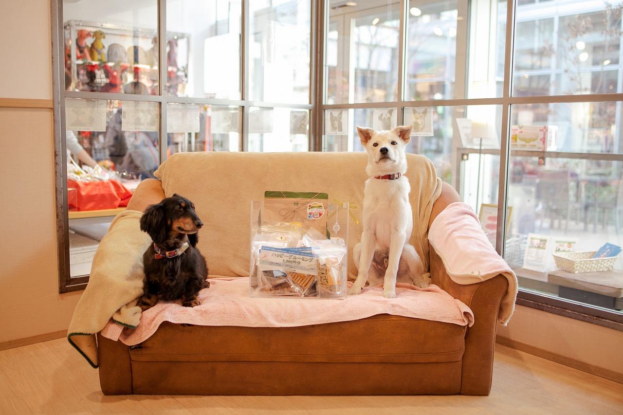 「ピースワンコ・ジャパン」の運営する保護犬の譲渡センターを併設