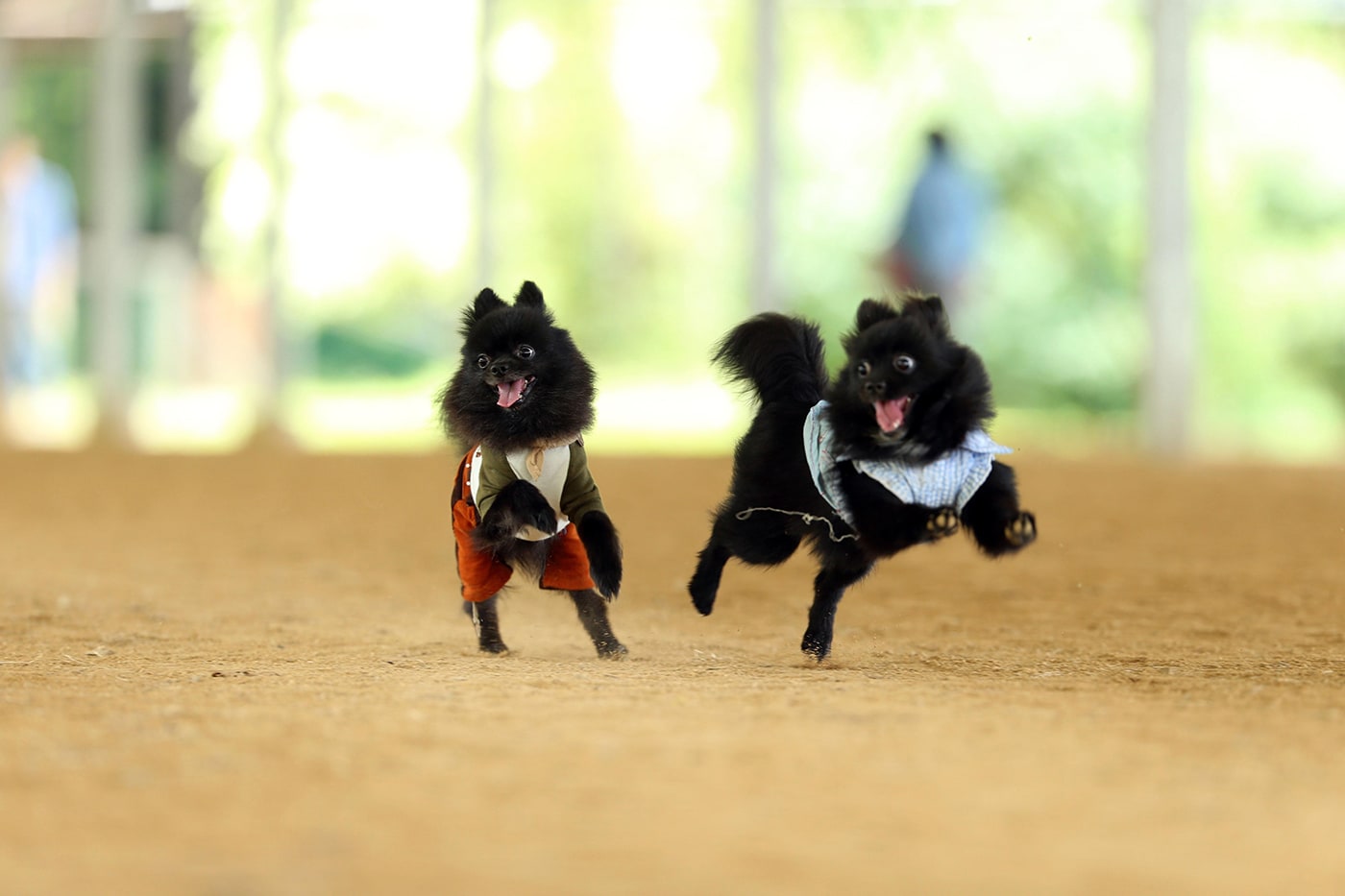 平坦な大スペースで小型犬にも最適