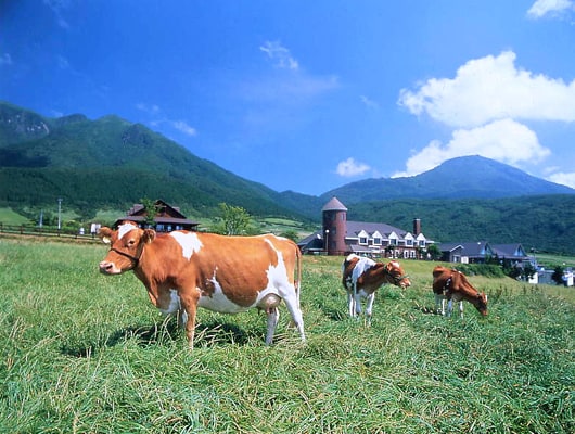 無料ドッグランもあり！「久住連山」の麓に広がる体験型牧場