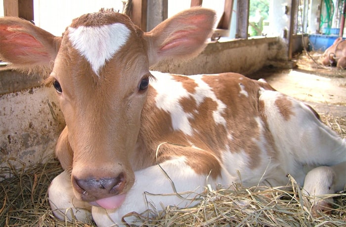 ガンジー種のミルクは「ゴールデンミルク」と呼ばれ欧米でも大人気。