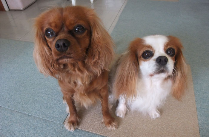 看板犬のミルクちゃんとじゅのちゃん。「癒されに来てね！」