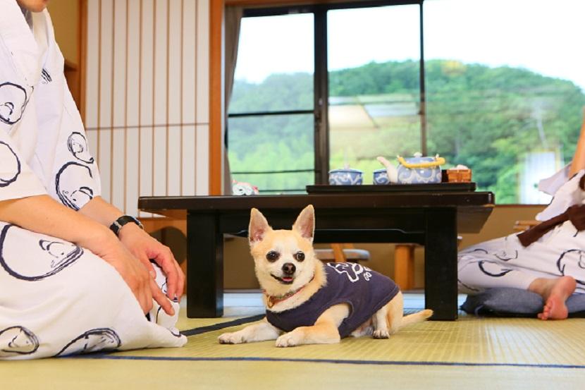 ワンちゃんと一緒にお泊り！ワンちゃんとお部屋で遊ぼう！