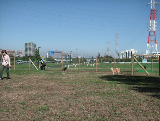 花 の 丘 公園 ドッグラン