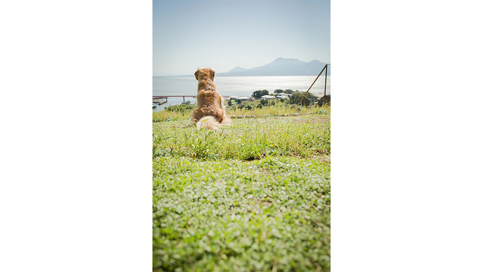 日本では珍しい草屋根。ここから観る景色は最高！
