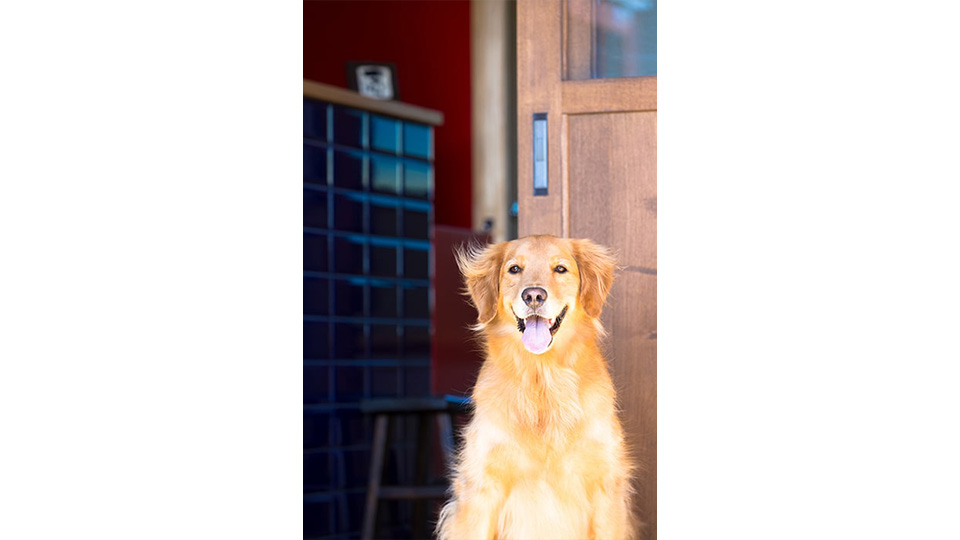 看板犬のはるちゃん。すぐにお腹を見せちゃうほど人懐っこいけど、人以外にはとってもビビりなわんこです。