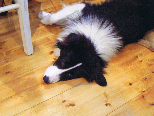看板犬のレオくん。お店の床も木のぬくもりがいっぱいで気持ちいい！