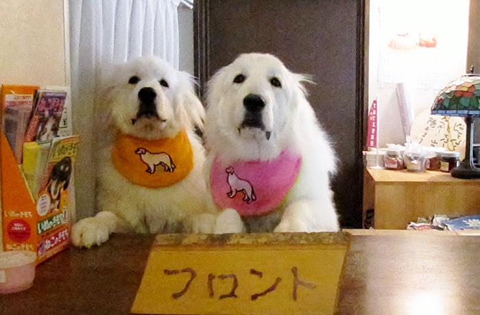 看板犬の2匹が、仲良くお出迎えもしてくれます。