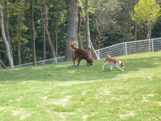 緩やかな傾斜もある“大型犬エリア”。