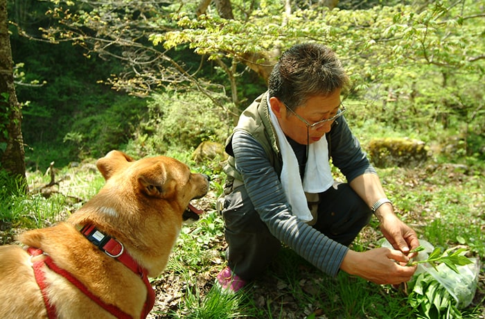 女将さんが毎朝採ってくる貴重な山野草を楽しめます！