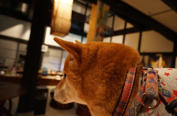 看板犬のサキちゃんです。