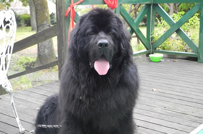 看板犬のSASUKEくんは温厚で誰とでも仲良くなれるフレンドリーなわんこです。