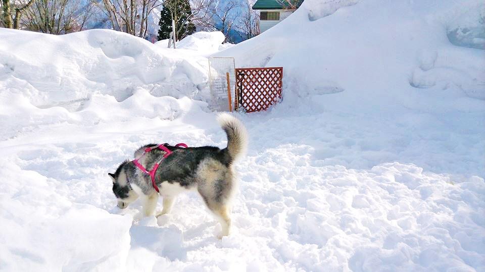 2015年より雪のドックランが開設されました！※積雪量と天候による利用できない日もあります。