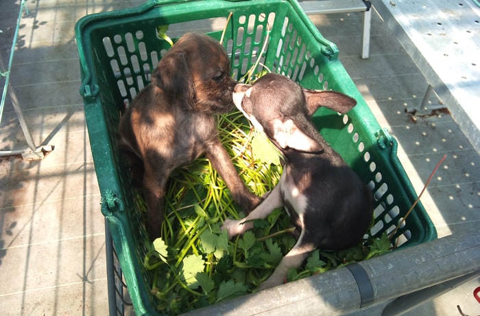 看板犬達。おいしくて甘いいちごを食べに来てね！