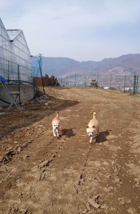 ドッグランで遊ぶ事もできますよ！