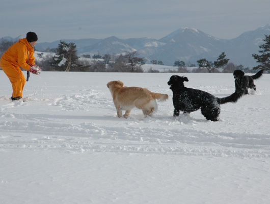 冬は一面、銀世界となります。わんこと雪合戦を楽しもう。