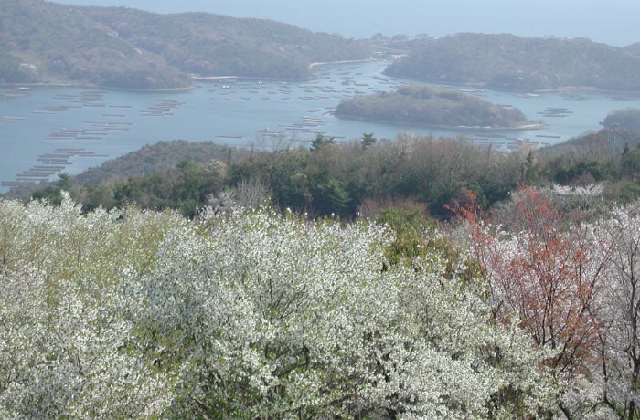 「岡山いこいの村」は桜の名所！見頃は例年3月末から4月半ばだそうです。