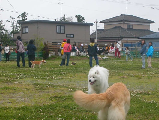 飼い主さん同士のコミュニケーションの場としても活用しましょう。