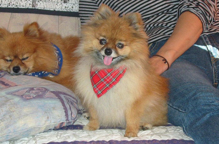 オーナーの愛犬たち。みんなで癒されにきてね！
