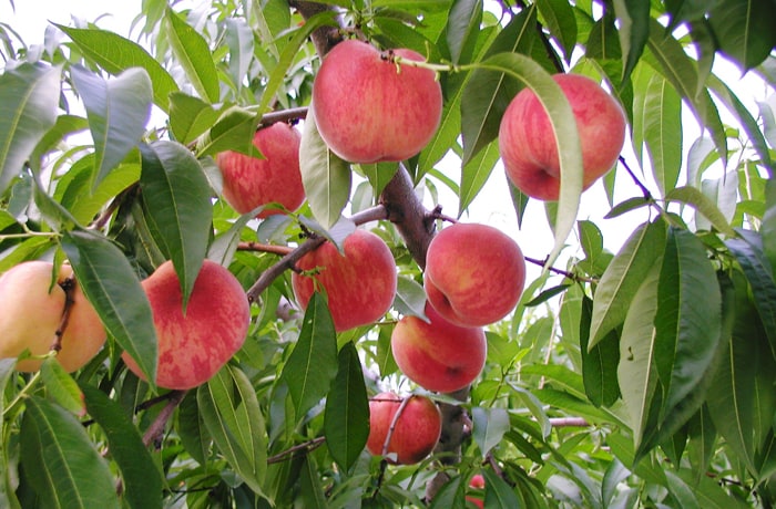 桃は7月下旬〜9月上旬に楽しめます。