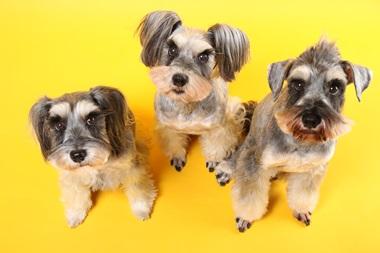 ミニ・シュナウザーの加恋ちゃんたちがお出迎えしてくれる