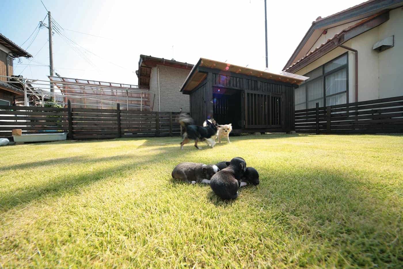 敷地内には芝生を敷き詰めた屋外ドッグランも完備