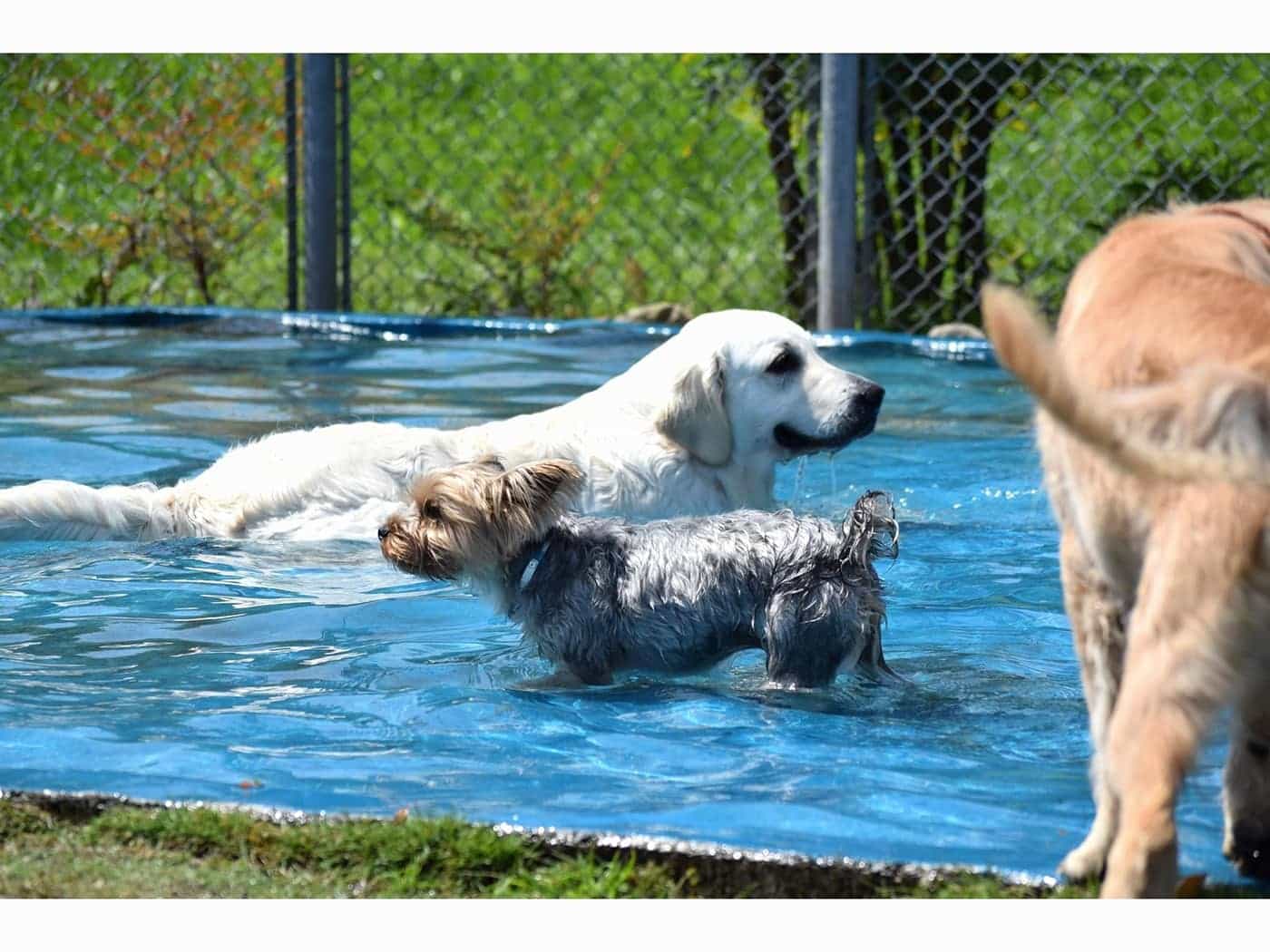 地下水を汲みあげた気持ちいいドッグプール