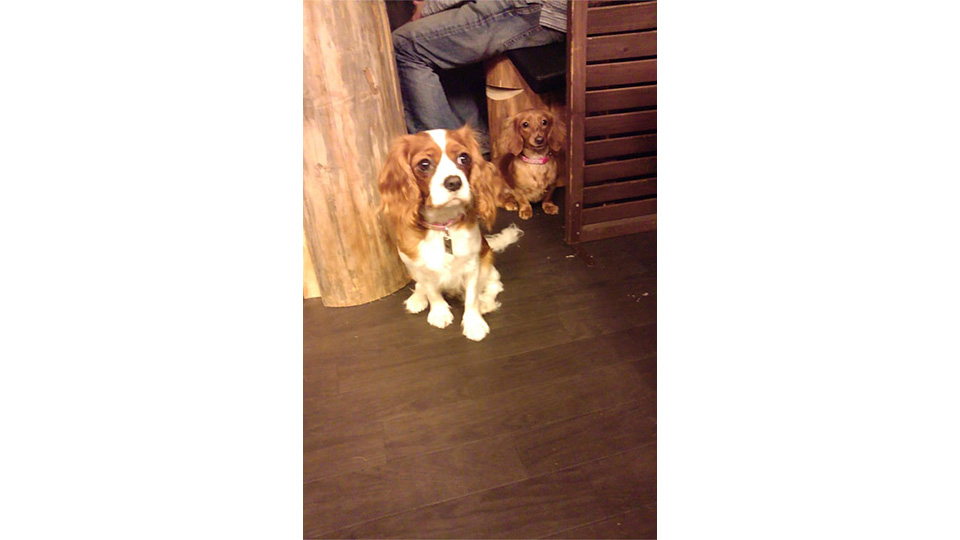 看板犬たち。阿蘇に遊びに来てね！