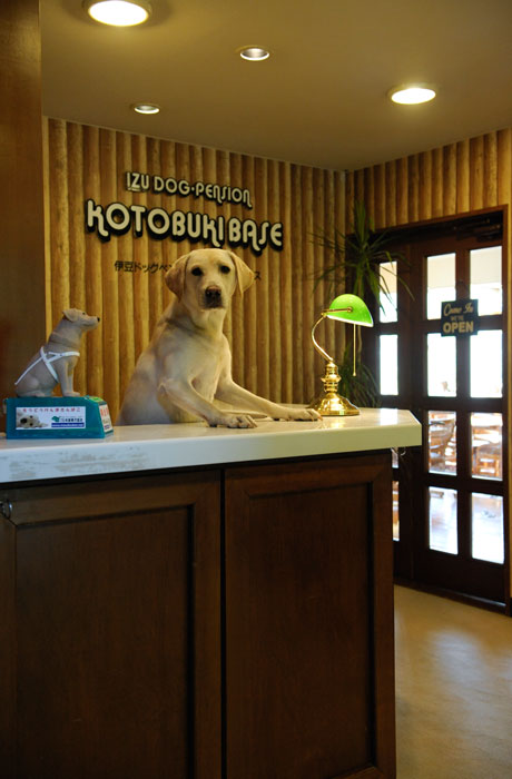 受付では、看板犬のことぶきちゃんがお出迎え！