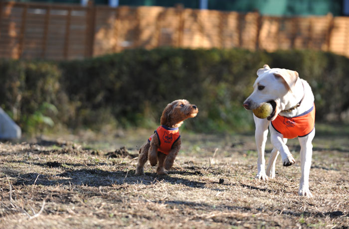 看板犬のことぶきちゃんと、ジュジュちゃん。一緒にドッグランで遊ぼう！